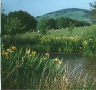 the pond in May