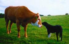 Friendly animals on our farm